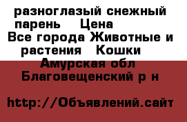 разноглазый снежный парень. › Цена ­ 10 000 - Все города Животные и растения » Кошки   . Амурская обл.,Благовещенский р-н